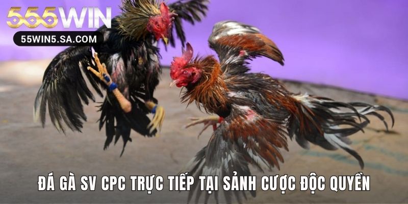 Sảnh cược độc quyền phát sóng trực tiếp đá gà sv CPC