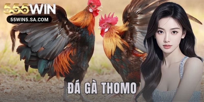 đá gà Thomo