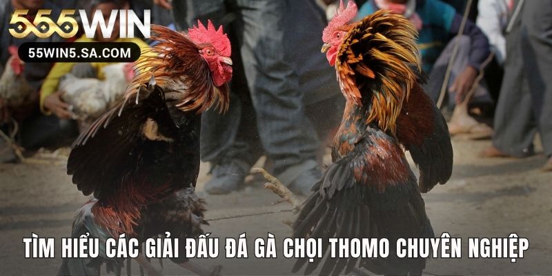Các giải đấu đá gà Thomo quy tụ những chiến kê xuất sắc