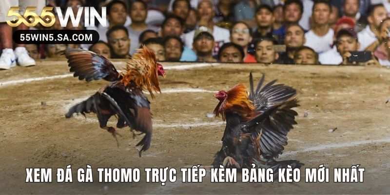 Xem đá gà Thomo trực tiếp cùng bảng kèo cược nhạy bén